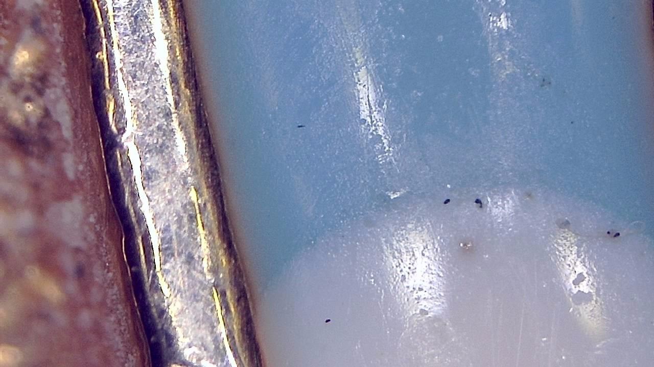 Jewelry Inspection and Detail Documentation microscopy sample image 9