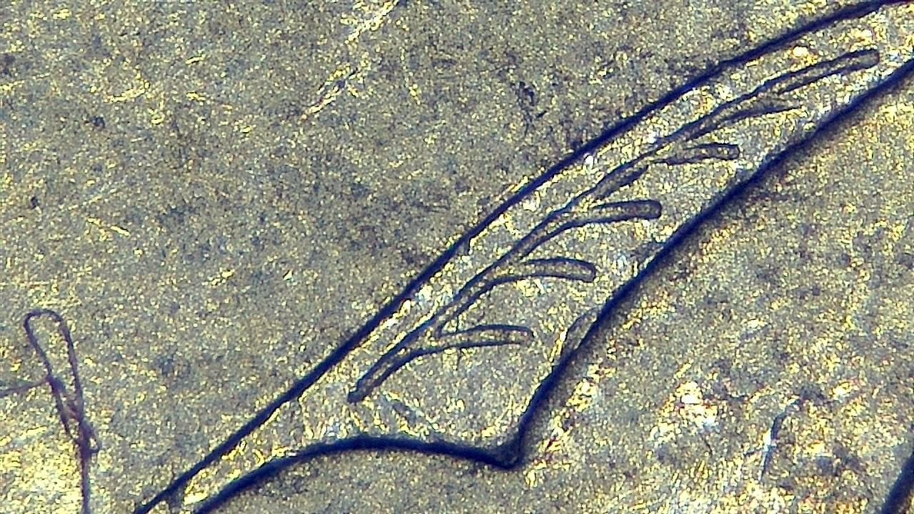 Jewelry Inspection and Detail Documentation microscopy sample image 20