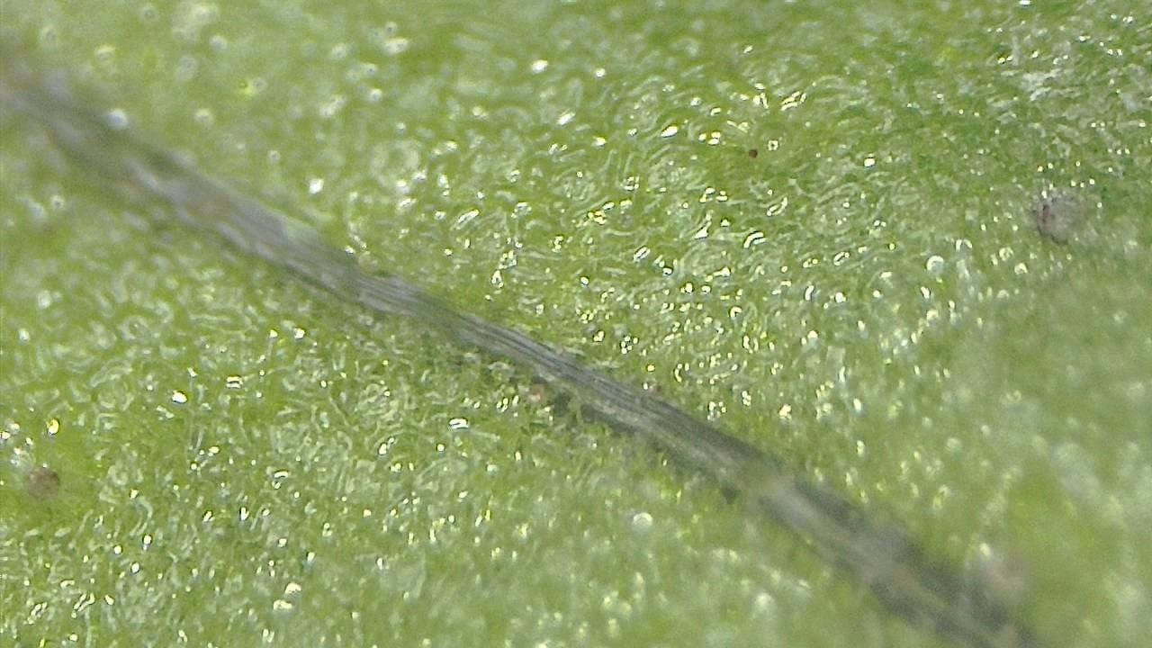 STEM Classrooms and Teaching Labs microscopy sample image 32
