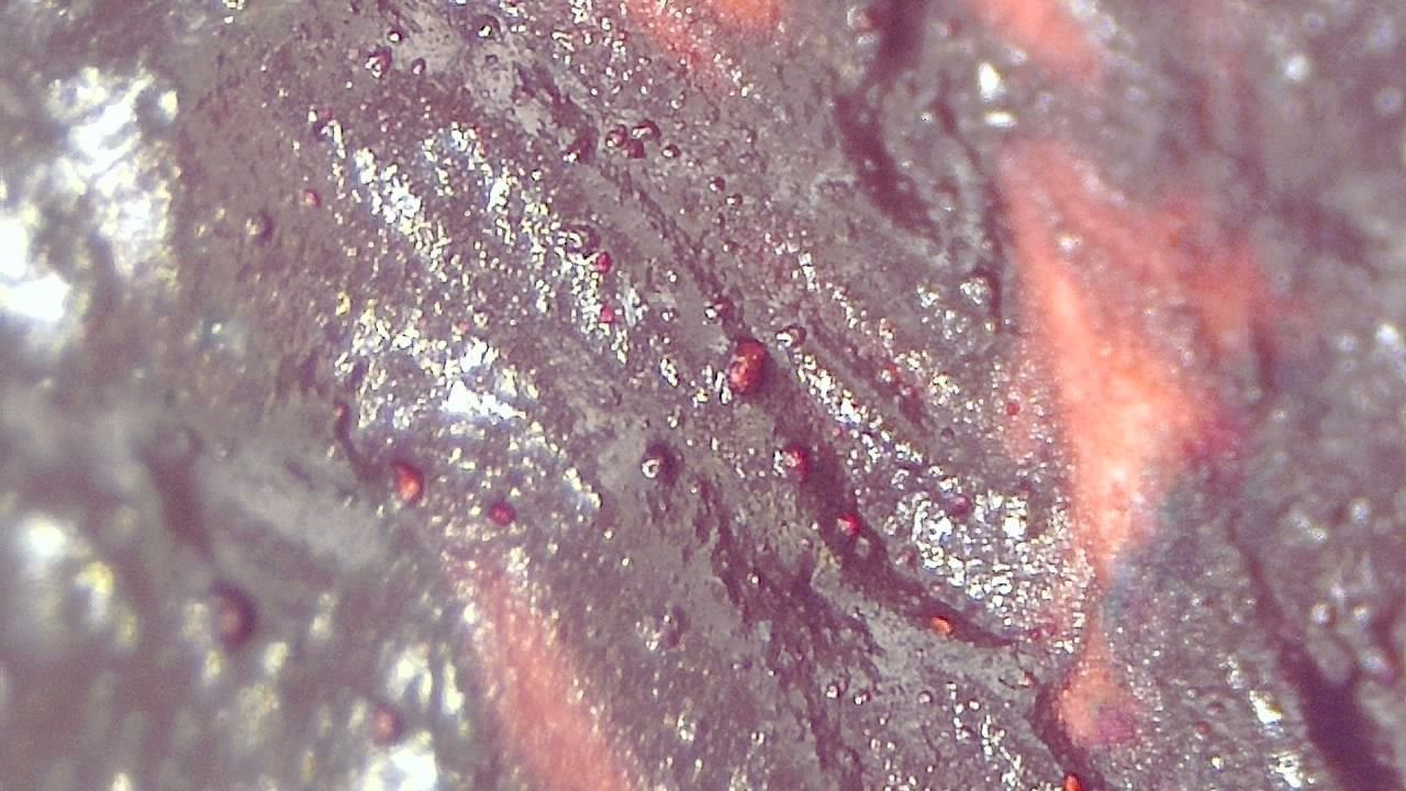 Restoration and Conservation microscopy sample image 4