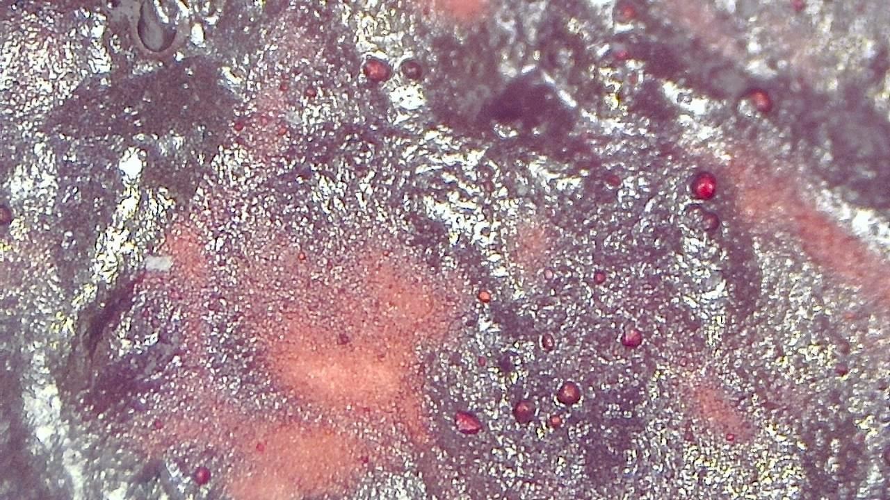 Restoration and Conservation microscopy sample image 5
