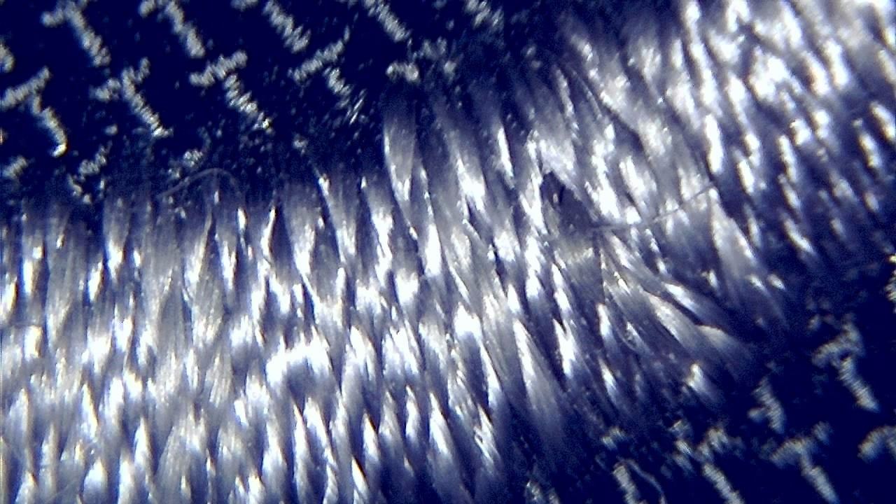 STEM Classrooms and Teaching Labs microscopy sample image 34