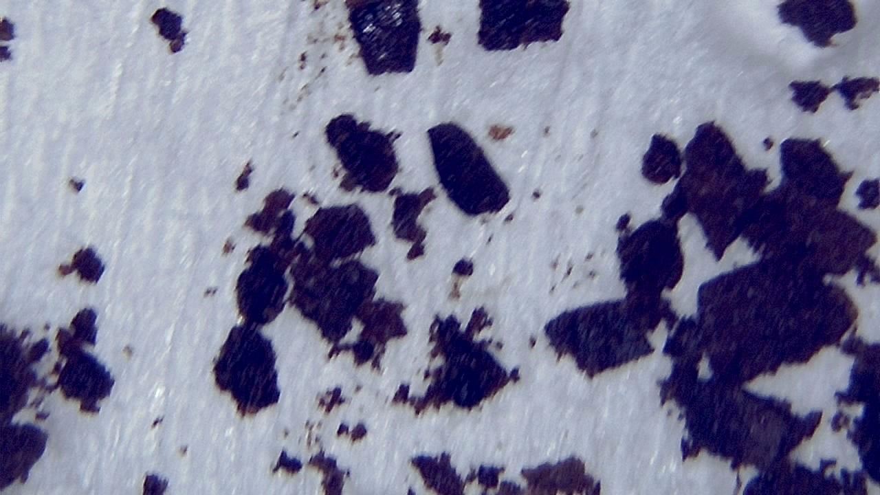 Food Industry microscopy sample image 2