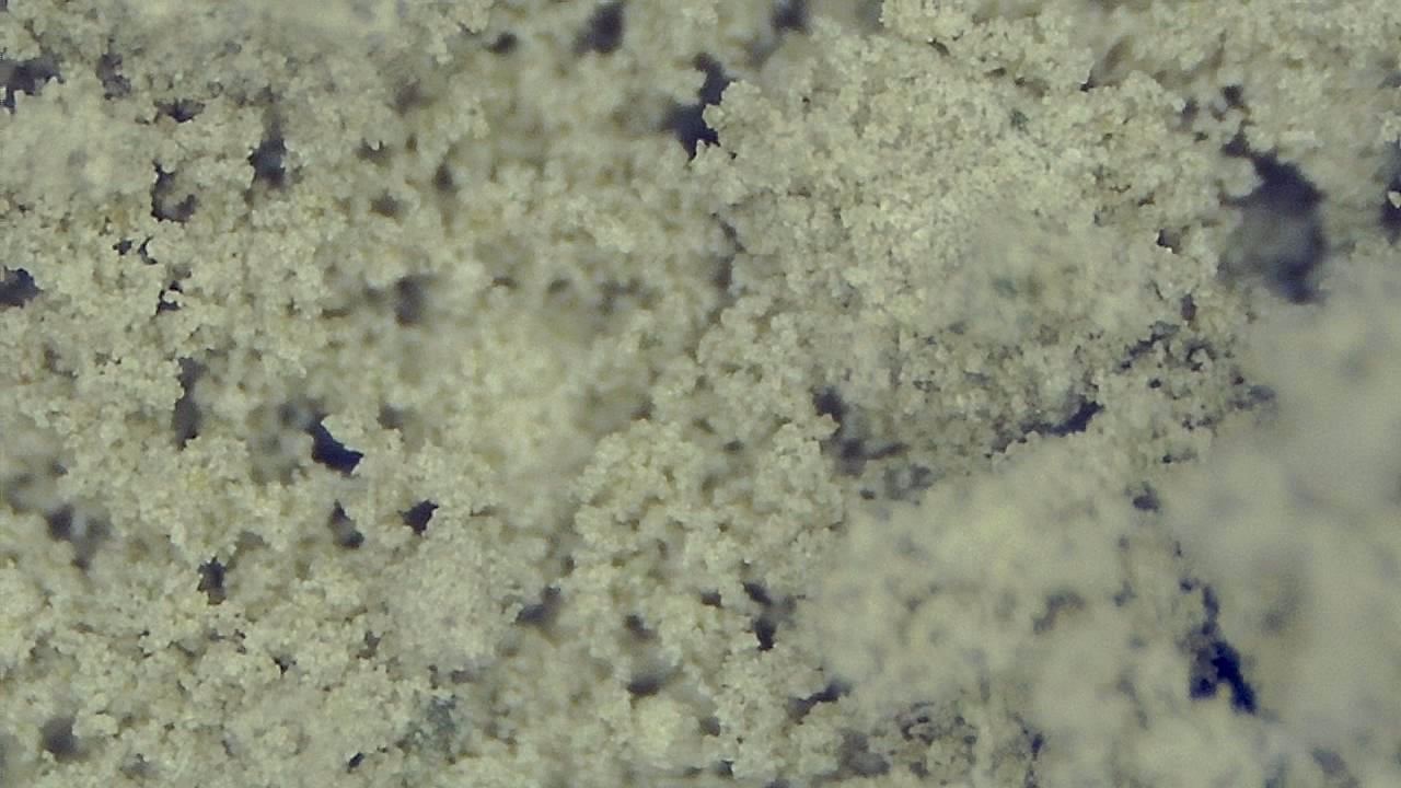 Food Industry microscopy sample image 4