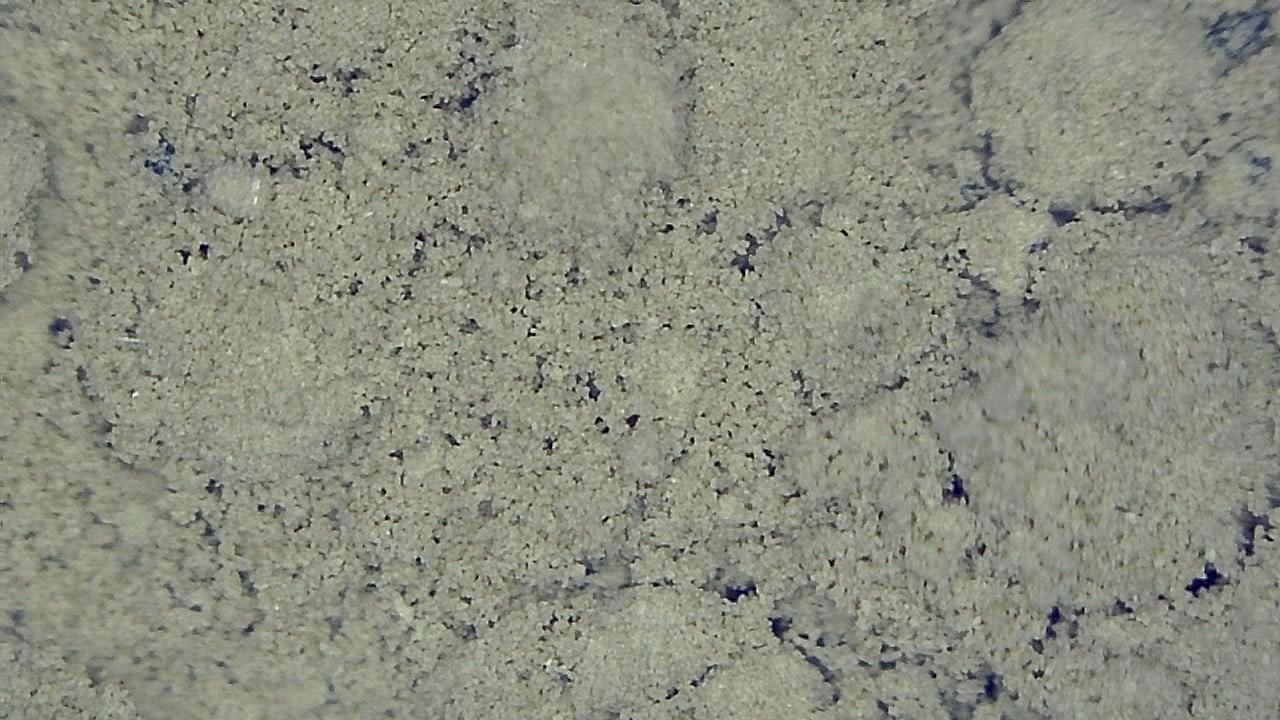 Food Industry microscopy sample image 6
