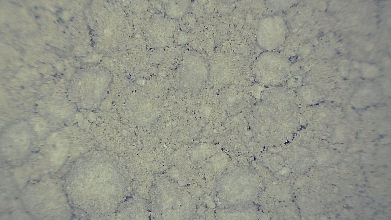 Food Industry microscopy sample image 7