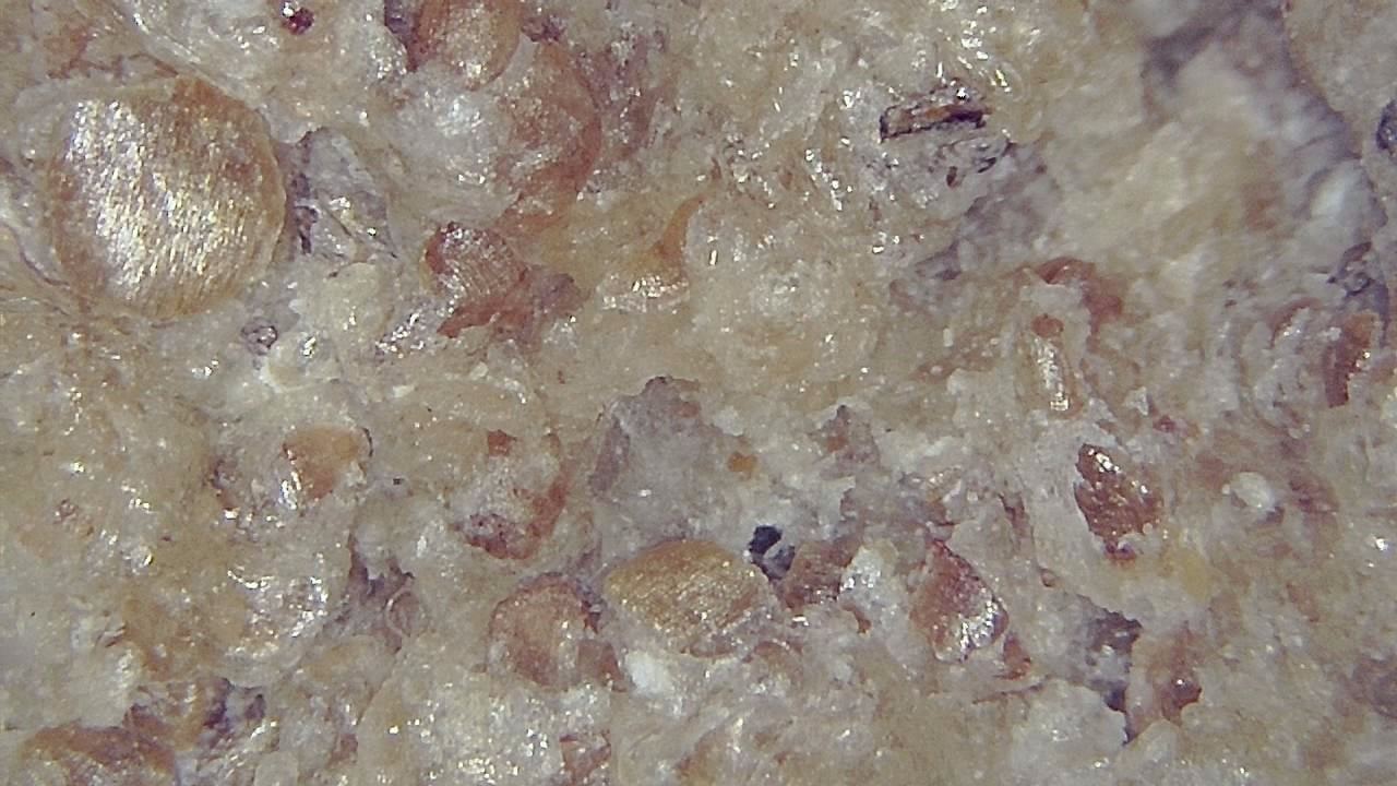 Food Industry microscopy sample image 9