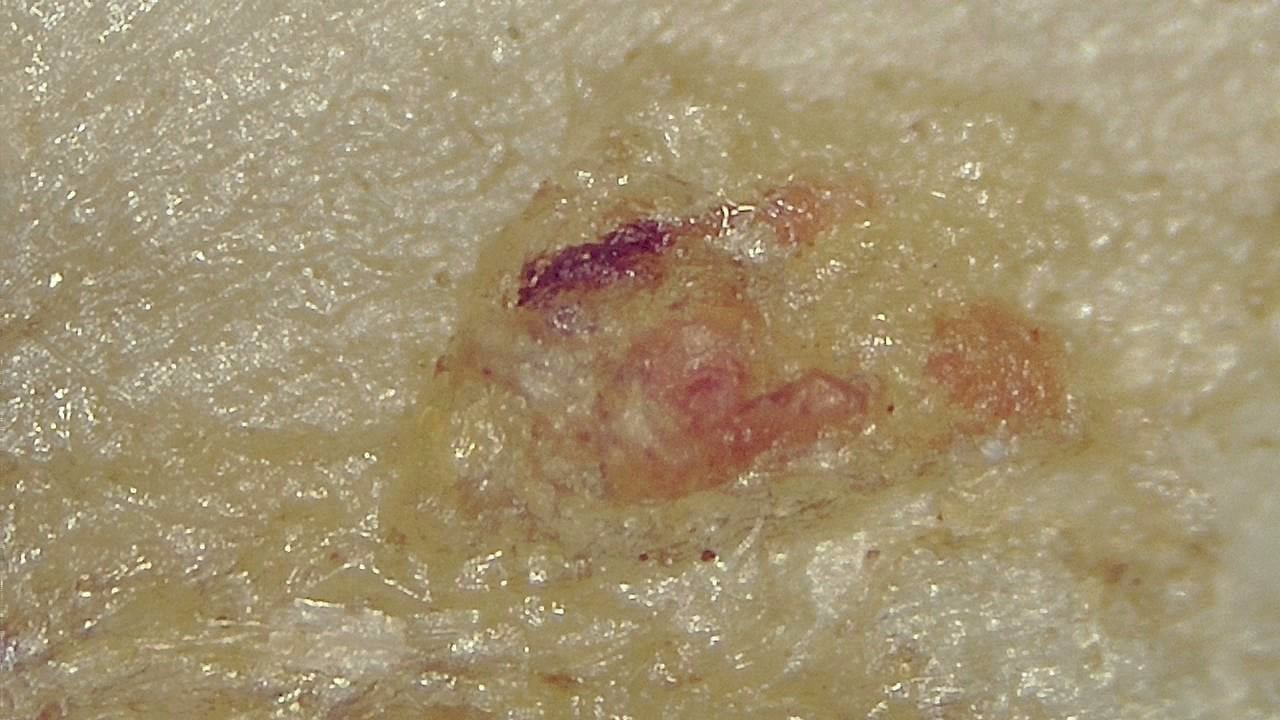 Food Industry microscopy sample image 12