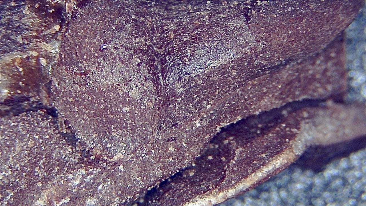 Food Industry microscopy sample image 17