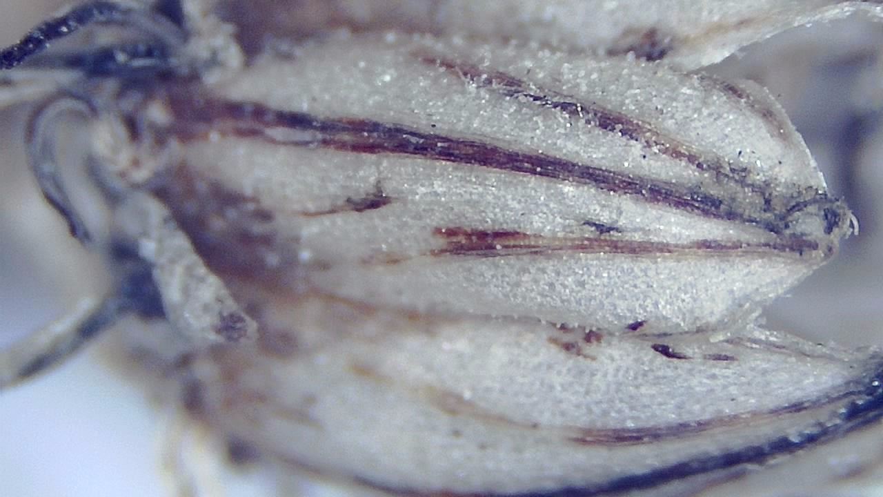 Environmental Samples microscopy sample image 11