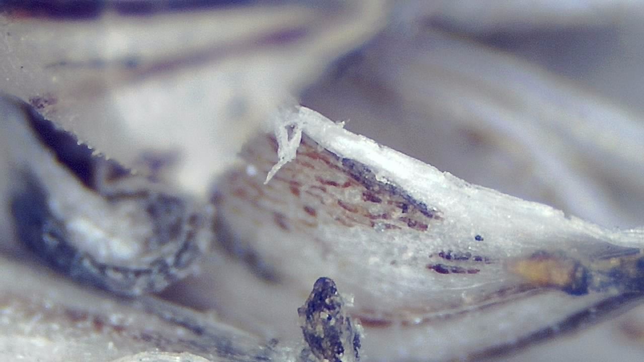 Environmental Samples microscopy sample image 13