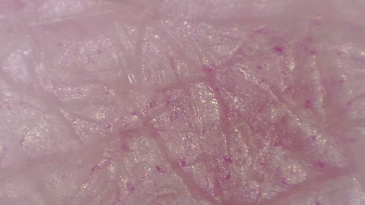 Advanced Aesthetics and Cosmetology microscopy sample image 12